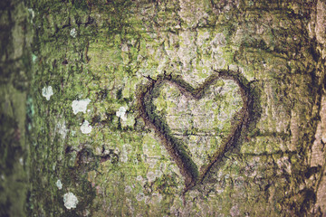 Heart shape carved into the bark