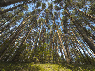 Trunks of trees in a pine forest. Bottom view. Pathway in the forest on a sunny day