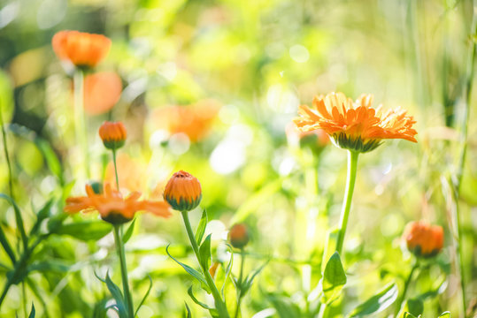 Fototapeta Summer background with growing flowers calendula, marigold.