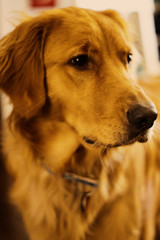 Golden Retriever Portrait 