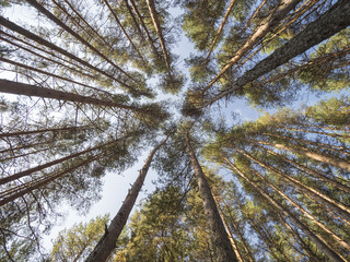 Bottom view of tall pines in evergreen forest against blue sky in background  in a sunny day..
