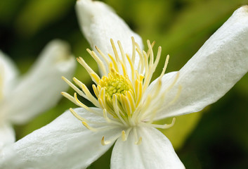 Open white daisy centre