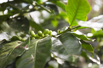 Green coffee beans