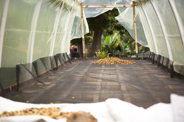 Natural drying tunnel for coffee beans