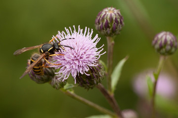 funny wasp on a fluffy milk thistle flower blooming in a field or in a forest