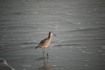 Sea bird standing in shallow water of myrtle bech, South Carolina