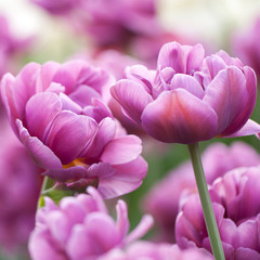 Fototapeta premium beautiful terry lilac tulips blooming in the park or in the garden