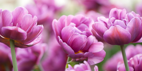 Obraz premium beautiful terry lilac tulips blooming in the park or in the garden