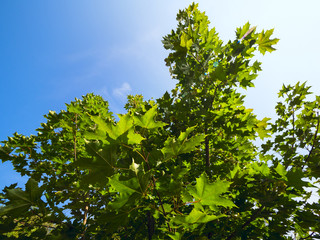 Silhouettes tree branches, bottom view