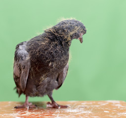 Obraz premium baby pigeons on a green background