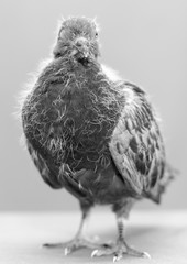 baby pigeons on a black background