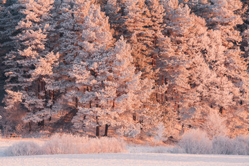 Christmas forest