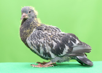 baby pigeons on a green background