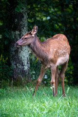 Fawn Elk - Baby Elk - Young Elk