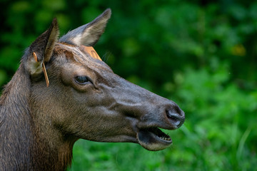Female Elk Closeup