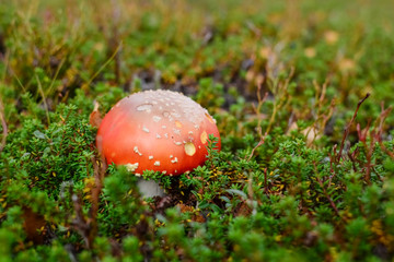 fly agaric and greens in a north forest nature