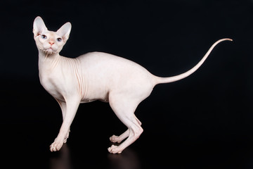 Don Sphinx cat on colored backgrounds