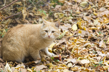 yellow cat on a background of yellow leaves