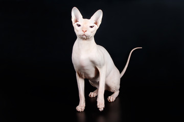 Don Sphinx cat on colored backgrounds