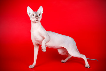 Don Sphinx cat on colored backgrounds