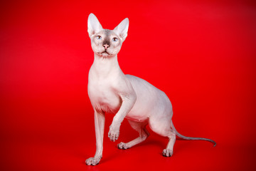 Don Sphinx cat on colored backgrounds