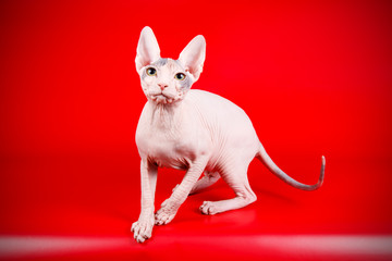 Don Sphinx cat on colored backgrounds
