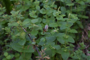 Avispa sobre una plata en el rio