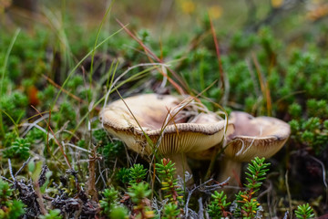 Small brown mushroom in a crowberry bushes in the finland forest