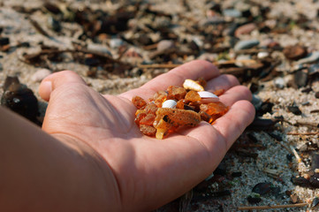 Stones of amber of the Baltic sea. Amber on a palm.