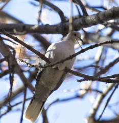 dove on a tree branch
