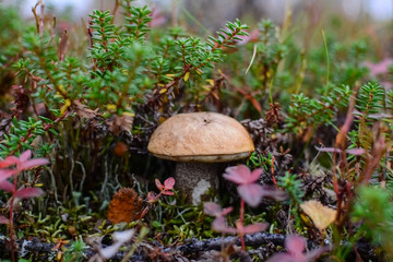Small brown mushroom in a crowberry bushes in the finland forest
