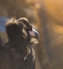 predator bird black vulture in the zoo