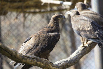 the golden eagle in the zoo