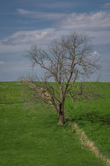 Lone tree along a fence line through green pastures in early spring