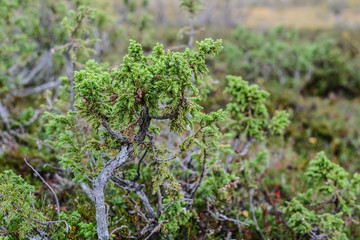 Fototapeta na wymiar Green juniper bushes in the finland forest