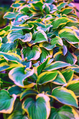 Fototapeta na wymiar Funkia. Green leaves with green-white edges