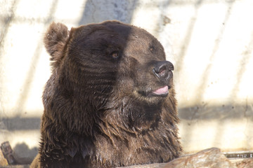 bear in the zoo, took pictures of a close distance