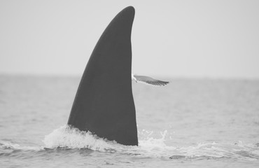 Fototapeta premium Southern Right Whale, Valdes Peninsula, Puerto Madryn, Patagonia, Argentina.