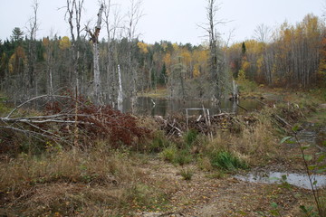 Beaver in pond + tail slap