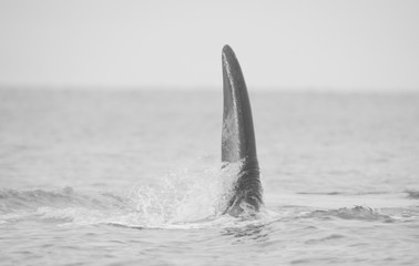 Fototapeta premium Wieloryb. Wieloryb biskajski południowy.
