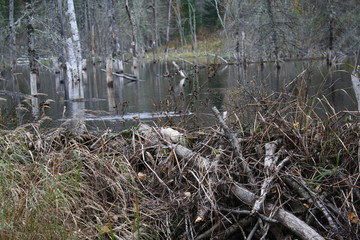 Beaver in pond + tail slap
