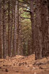 Narrow winding footpath covered with pine needles, pine cones among a bunch of pine trees tree trunks