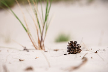 Attractive seasonal image, framing a blurred white sand floor background. Shallow depth of field. Pine cones, Pinus merkusii