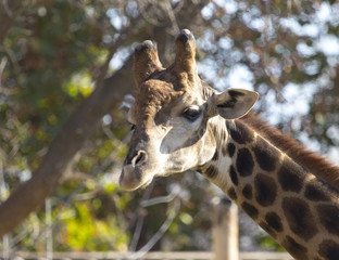 giraffe at the zoo