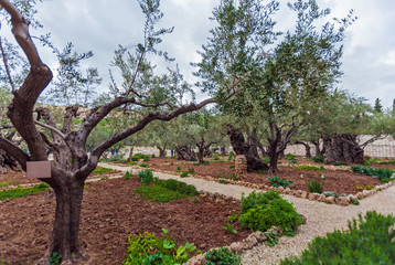 Gethsemane Garden at Mount of Olives, Jerusalem, Israel