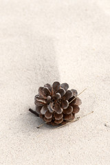 Attractive seasonal image, framing a blurred white sand floor background. Shallow depth of field. Pine cones, Pinus merkusii