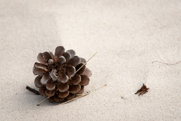 Attractive seasonal image, framing a blurred white sand floor background. Shallow depth of field. Pine cones, Pinus merkusii