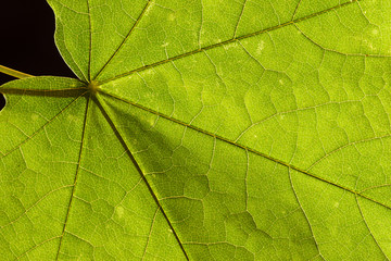 Close-up photography of a green Maple Leaf isolated on black background. Abstract with detail lines, texture and pattern highlighted by backlight.