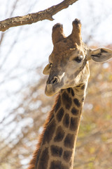 Fototapeta premium giraffe at the zoo