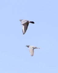 Fototapeta na wymiar flying dove on a blue sky